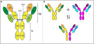 The clinical significance of allergen-specific IgG4 in allergic diseases